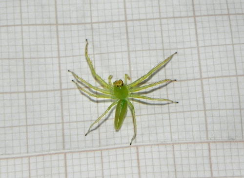Translucent Green Jumping Spiders
