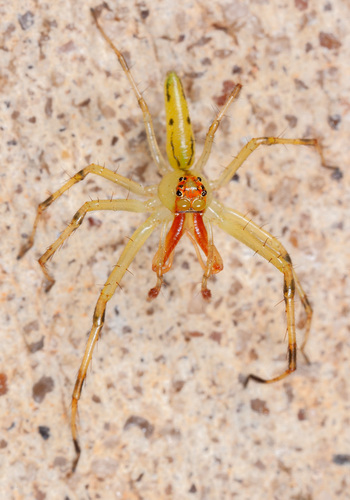 Translucent Green Jumping Spiders