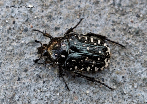 Mediterranean Spotted Chafer