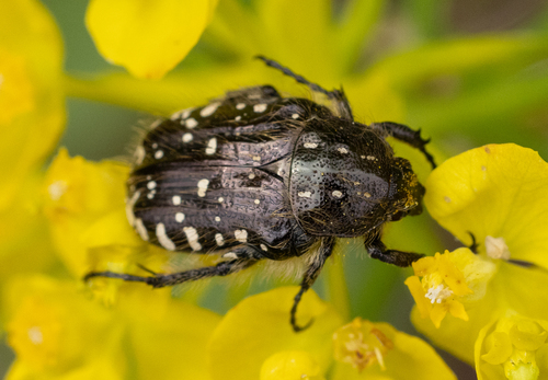 Mediterranean Spotted Chafer