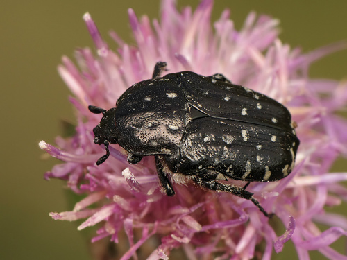 Mediterranean Spotted Chafer