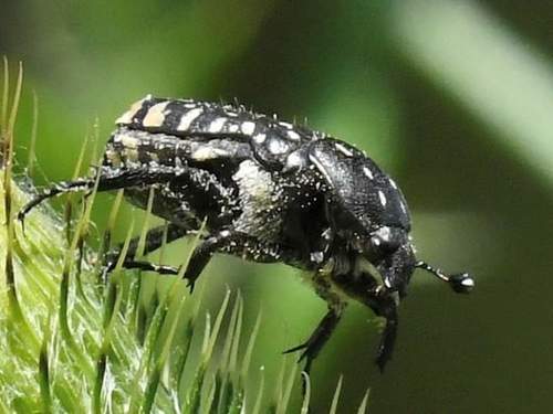 Mediterranean Spotted Chafer
