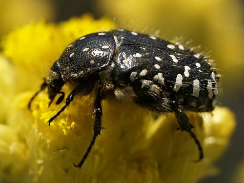 Mediterranean Spotted Chafer