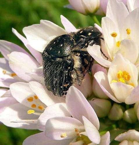 Mediterranean Spotted Chafer