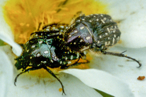 Mediterranean Spotted Chafer