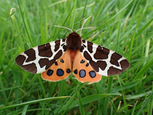 Garden Tiger