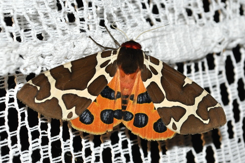 Garden Tiger