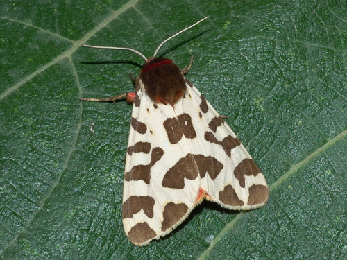 Garden Tiger