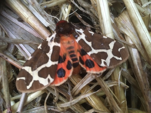 Garden Tiger