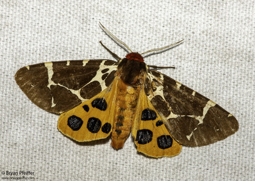 Garden Tiger