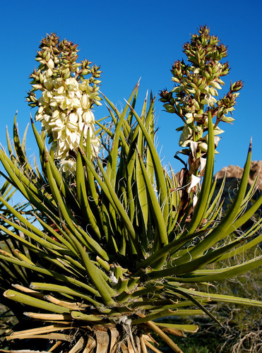 Mojave Yucca