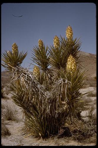 Mojave Yucca