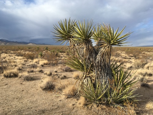 Mojave Yucca
