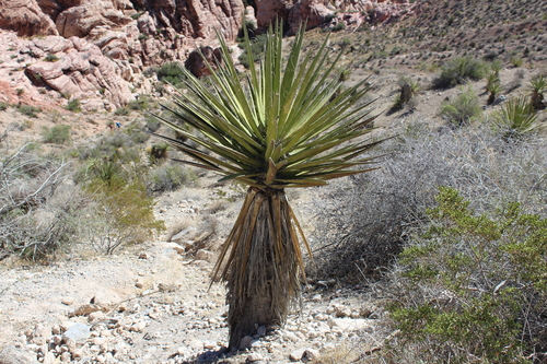 Mojave Yucca
