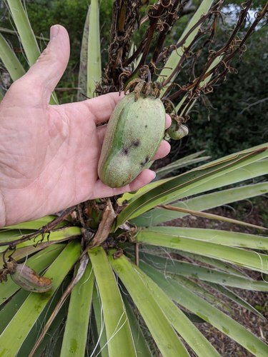Mojave Yucca