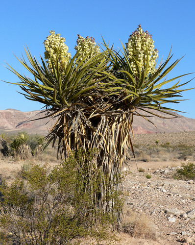 Mojave Yucca
