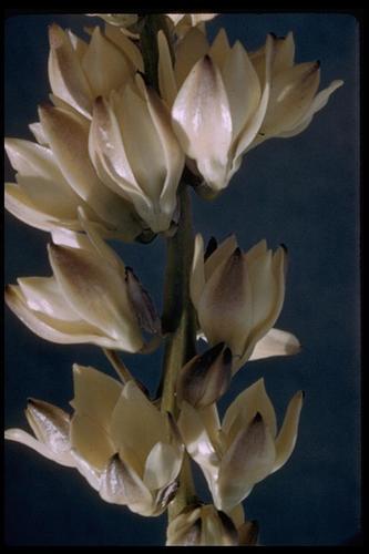 Mojave Yucca