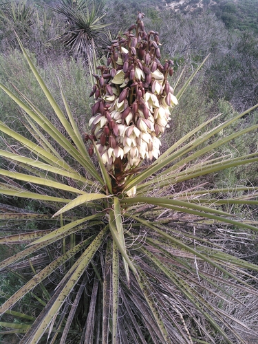 Mojave Yucca