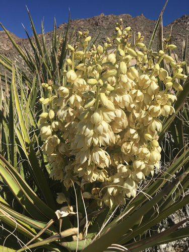 Mojave Yucca