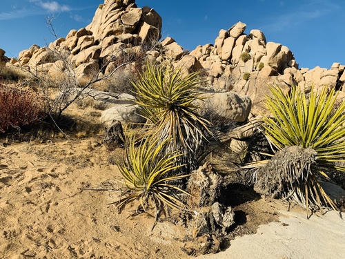 Mojave Yucca