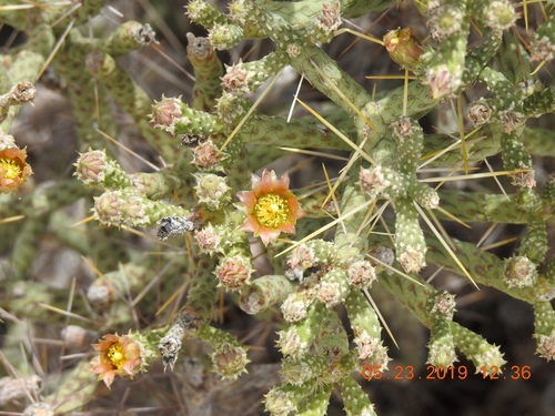 Branched Pencil Cholla