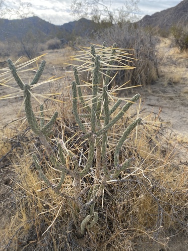 Branched Pencil Cholla