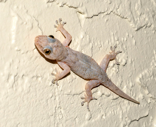 Tropical House Gecko