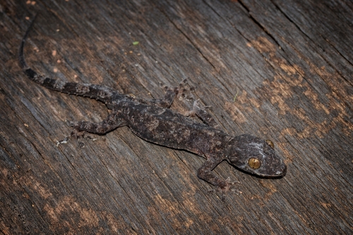 Tropical House Gecko