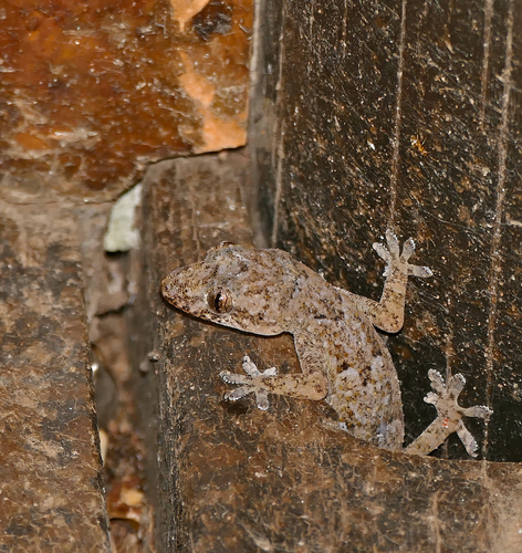 Tropical House Gecko