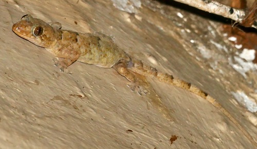 Tropical House Gecko