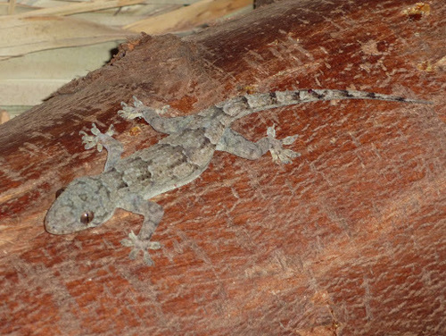 Tropical House Gecko