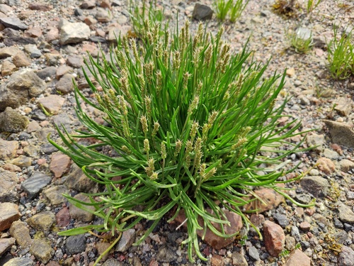 Sea Plantain