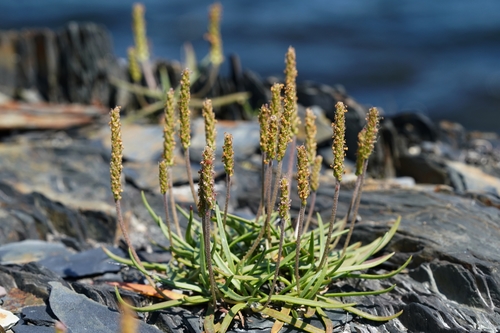 Sea Plantain