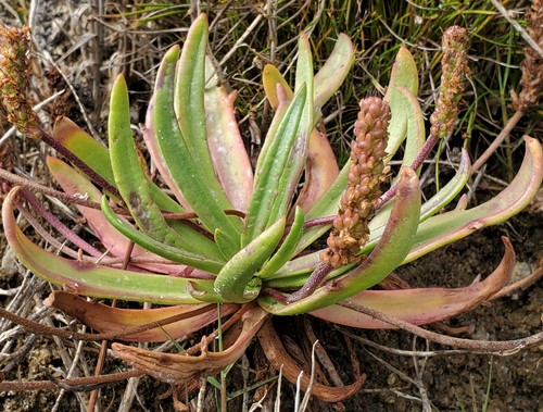 Sea Plantain