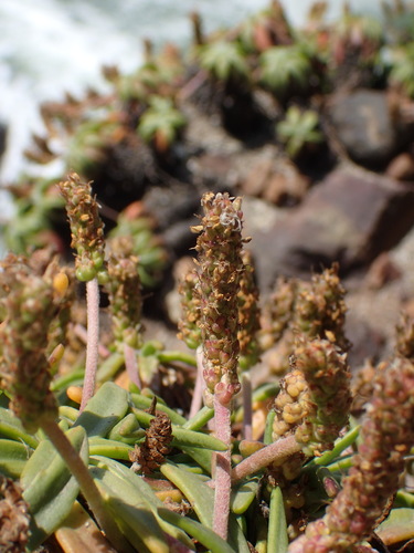 Sea Plantain
