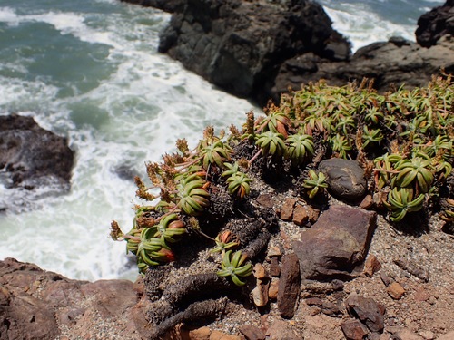 Sea Plantain