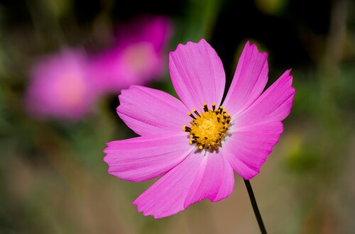 garden cosmos