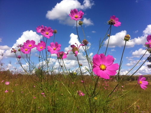 garden cosmos