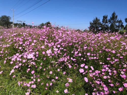 garden cosmos