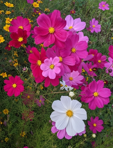 garden cosmos