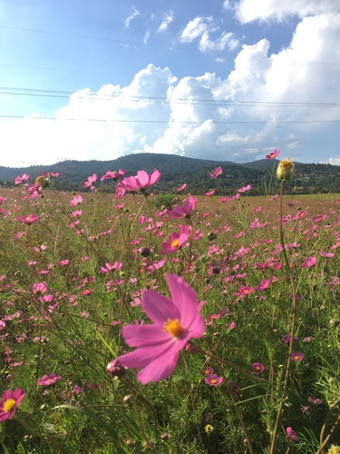 garden cosmos