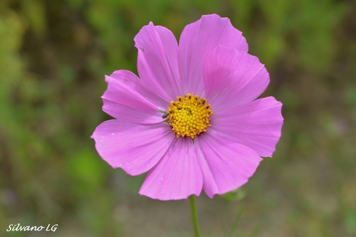 garden cosmos