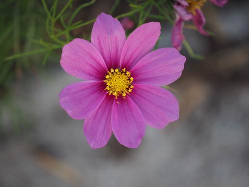 garden cosmos