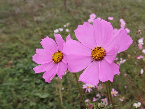 garden cosmos