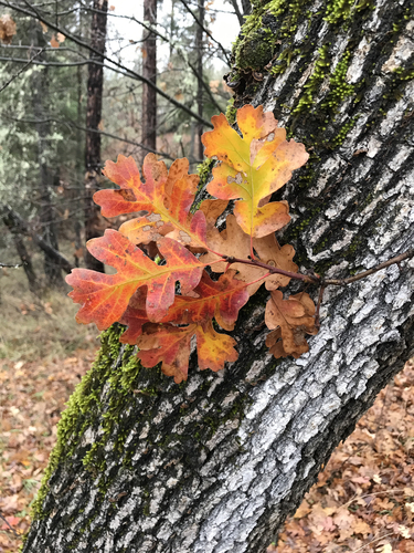 Oregon oak