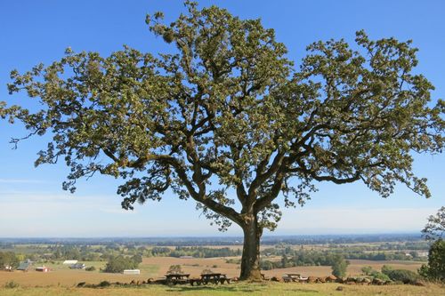 Oregon oak