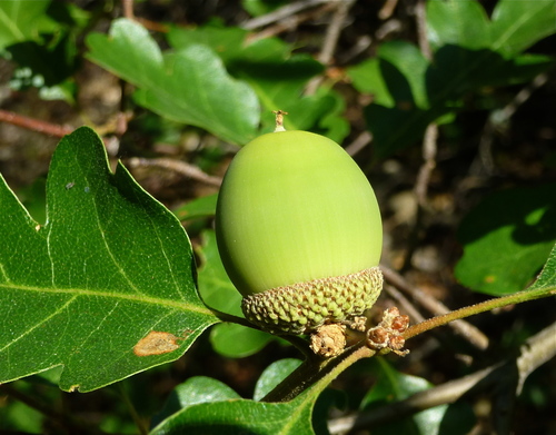 Oregon oak