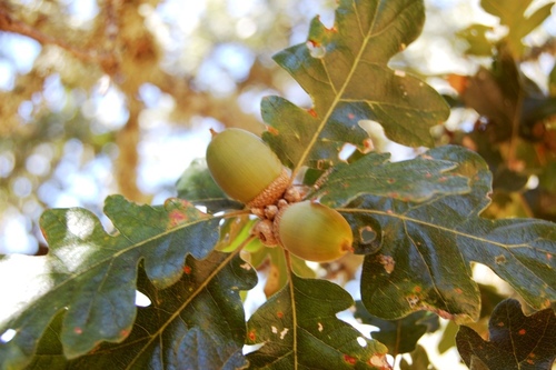 Oregon oak