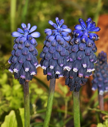 Grape hyacinth