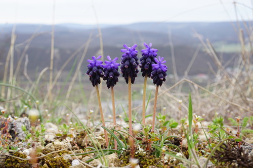 Grape hyacinth